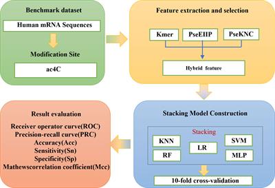 Stacking-ac4C: an ensemble model using mixed features for identifying n4-acetylcytidine in mRNA